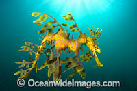 Leafy Seadragon Photo - Gary Bell