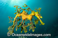 Leafy Seadragon Photo - Gary Bell