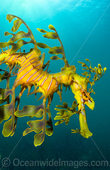 Leafy Seadragon (Phycodurus eques). Found from Lancelin, WA, to Wilsons Promontory, Vic, but mostly sighted in SA waters and southern WA waters. Photo taken at York Peninsula, South Australia. Endemic to Australia. Photo - Gary Bell