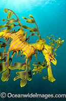 Leafy Seadragon Photo - Gary Bell