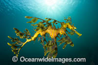 Leafy Seadragon Photo - Gary Bell