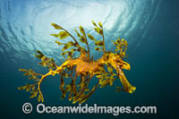 Leafy Seadragon Photo - Gary Bell