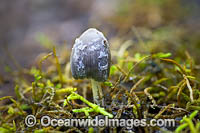Rainforest Fungi Coffs Photo - Gary Bell