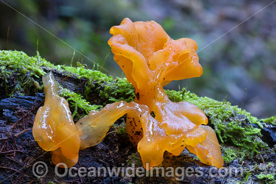 Witches Butter Fungi photo