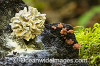 White Fungi Photo - Gary Bell