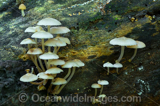 Rainforest Fungi Coffs photo