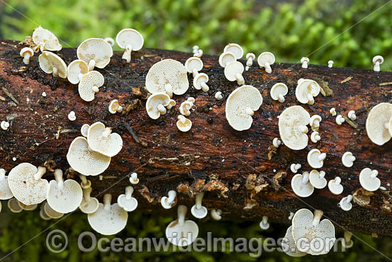Rainforest Fungi Coffs photo Rainforest Fungi Coffs photo