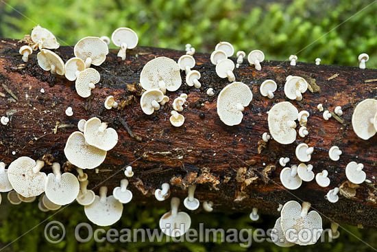 Rainforest Fungi Coffs photo