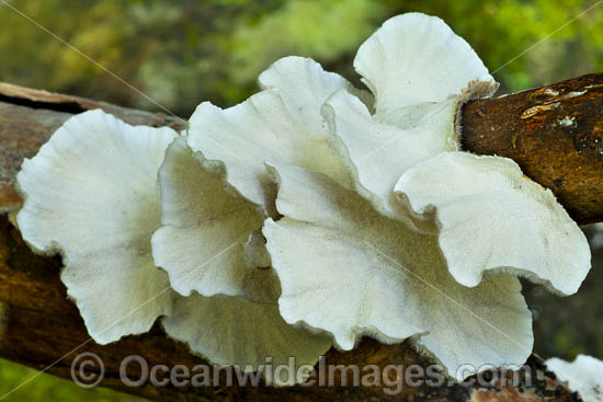 Rainforest Fungi Coffs photo