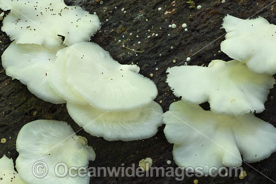 Rainforest Fungi. Photo taken in Bruxner Nature Reserve Rainforest, Coffs Harbour, New South Wales, Australia. Photo - Gary Bell