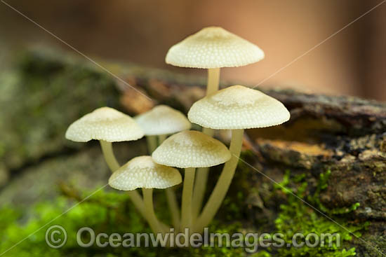 Rainforest Fungi Coffs photo