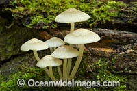 Rainforest Fungi Photo - Gary Bell