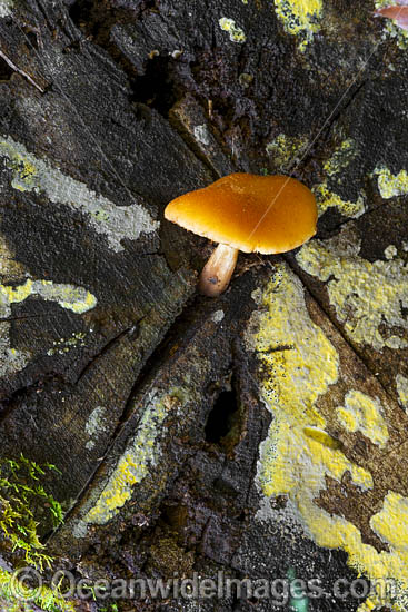 Rainforest Fungi Coffs photo