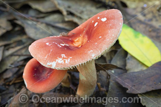 Rainforest Fungi Coffs photo Rainforest Fungi Coffs photo