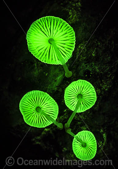 Bioluminescent Fungi at night photo