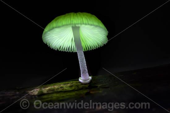 Bioluminescent fungi glowing on tree trunk in rainforest - Stock Image -  C040/8632 - Science Photo Library