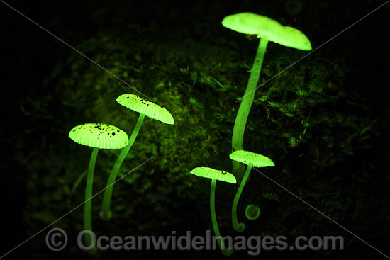 Bioluminescent Fungi at night photo Bioluminescent Fungi at night photo