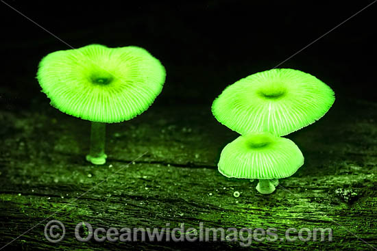 Bioluminescent Fungi photo