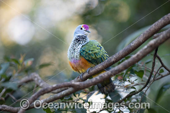 Rose-crowned Fruit Dove photo