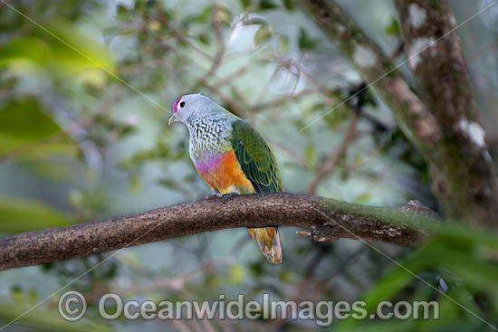 Rose-crowned Fruit Dove photo Rose-crowned Fruit Dove photo