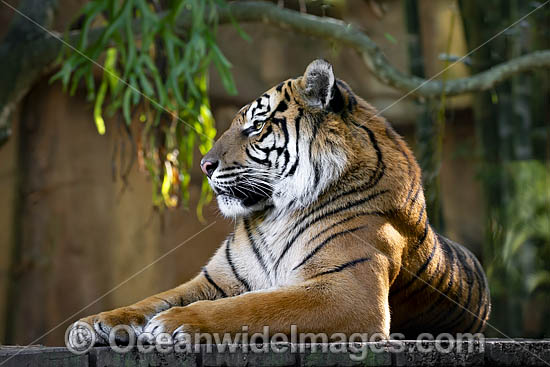 Sumatran Tiger photo