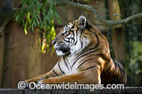 Sumatran Tiger Photo - Gary Bell