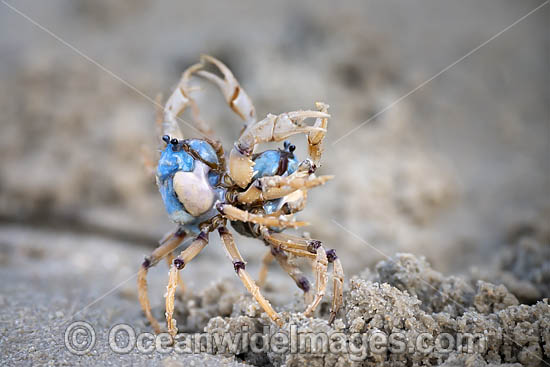 Soldier Crabs photo