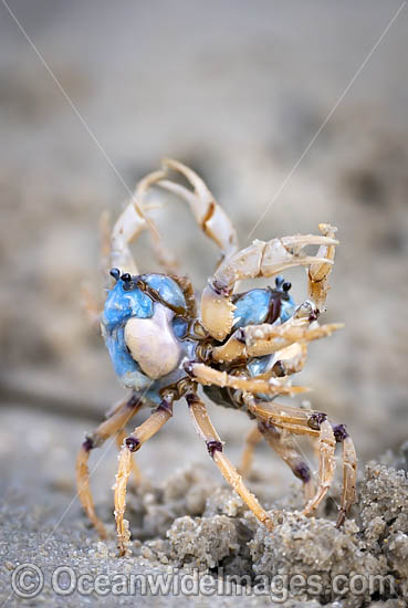Soldier Crabs photo