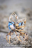 Soldier Crabs Photo - Gary Bell