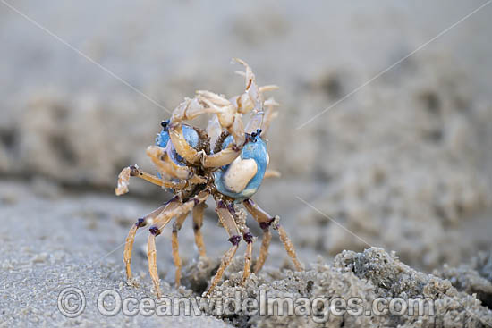 Soldier Crabs photo