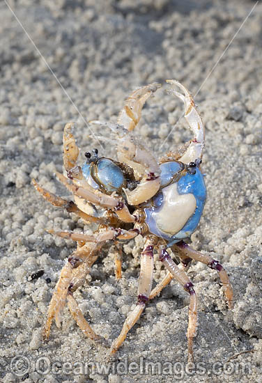 Soldier Crabs photo