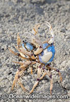 Soldier Crabs Photo - Gary Bell