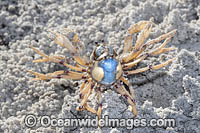 Soldier Crabs Photo - Gary Bell