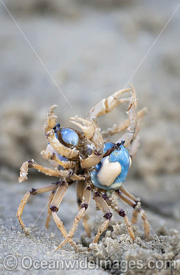 Soldier Crabs photo