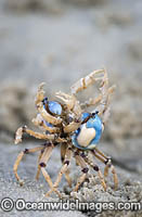 Soldier Crabs Photo - Gary Bell