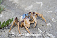 Soldier Crab Photo - Gary Bell