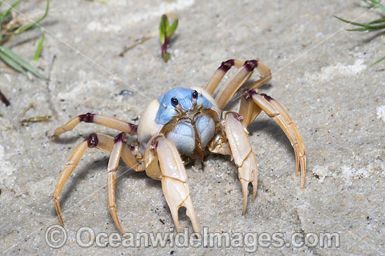 Soldier Crab photo