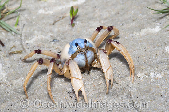 Soldier Crab photo Soldier Crab photo