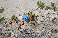 Soldier Crab Photo - Gary Bell