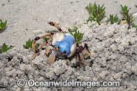 Soldier Crab Photo - Gary Bell