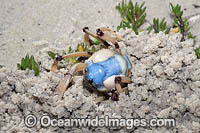 Soldier Crab Photo - Gary Bell