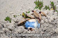 Soldier Crab Photo - Gary Bell