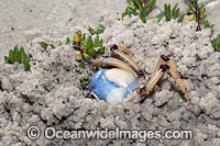 Soldier Crab Photo - Gary Bell