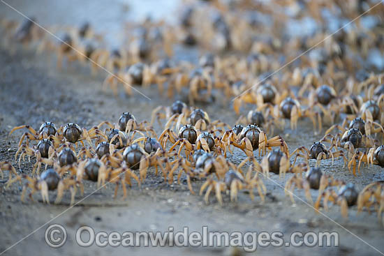 Soldier Crabs photo