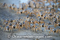 Soldier Crabs Photo - Gary Bell