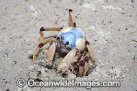 Soldier Crab Photo - Gary Bell