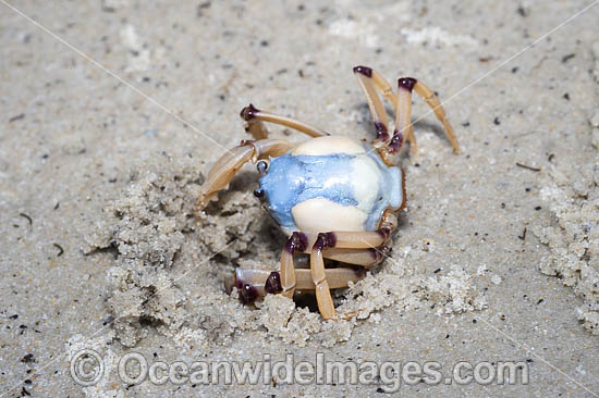 Soldier Crab photo