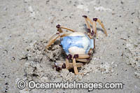 Soldier Crab Photo - Gary Bell