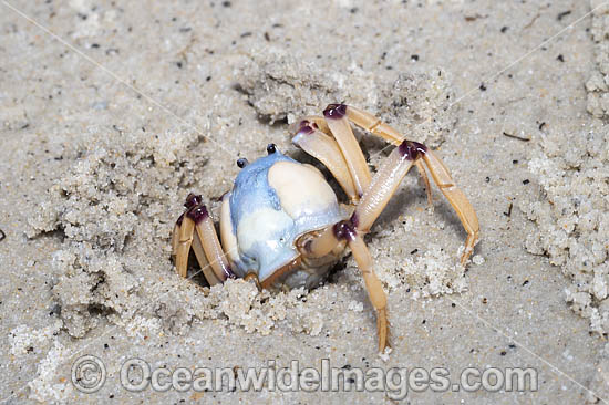 Soldier Crab photo