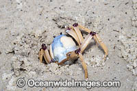 Soldier Crab Photo - Gary Bell